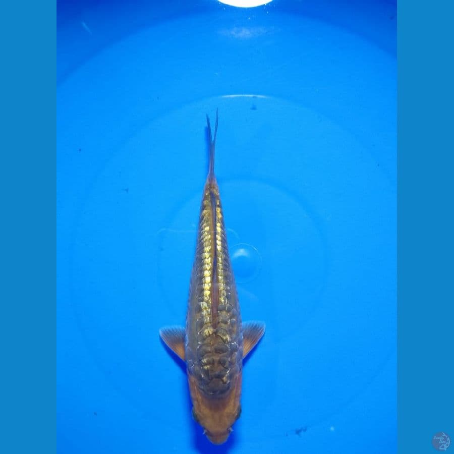 arakoge ginrin 18 cm
