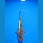arakoge ginrin 18 cm 
