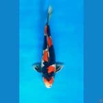 Showa Papan Catur 39cm, Male