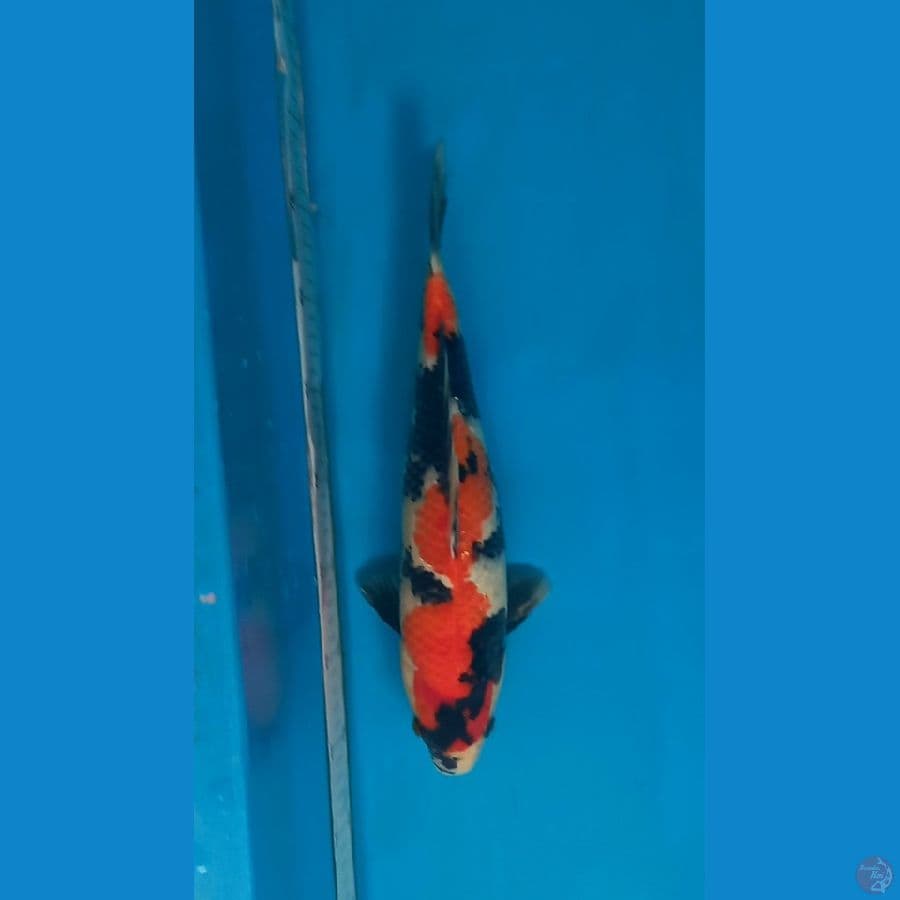 Showa 34cm, suspect male