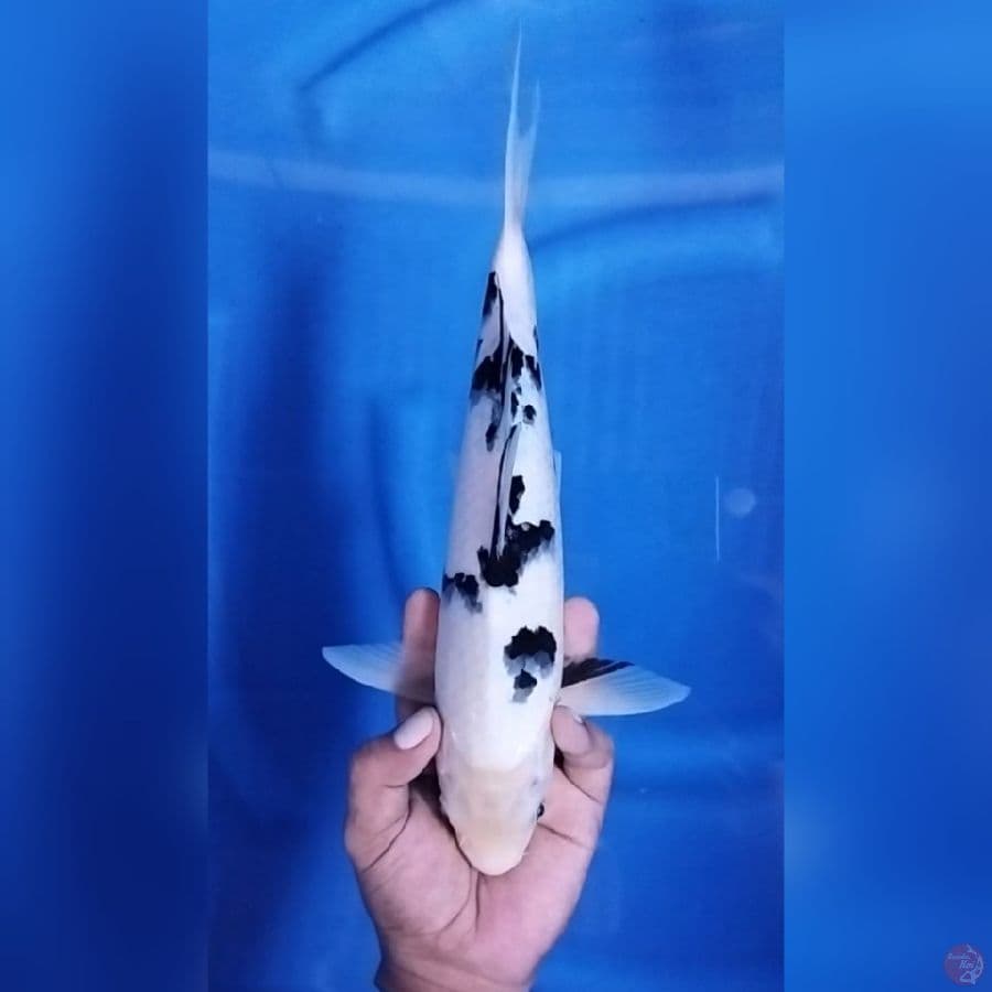 ( 33CM ) BEKKO ISTIMEWA - MALE