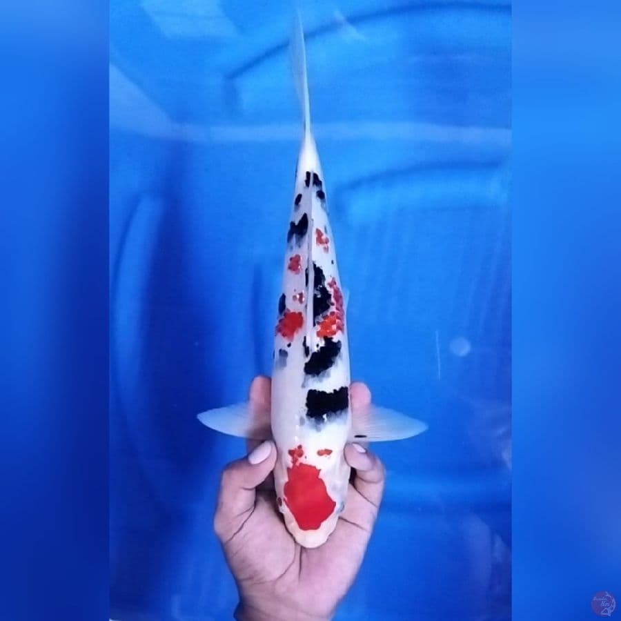 ( 34CM ) SANKE SAKURA - MALE