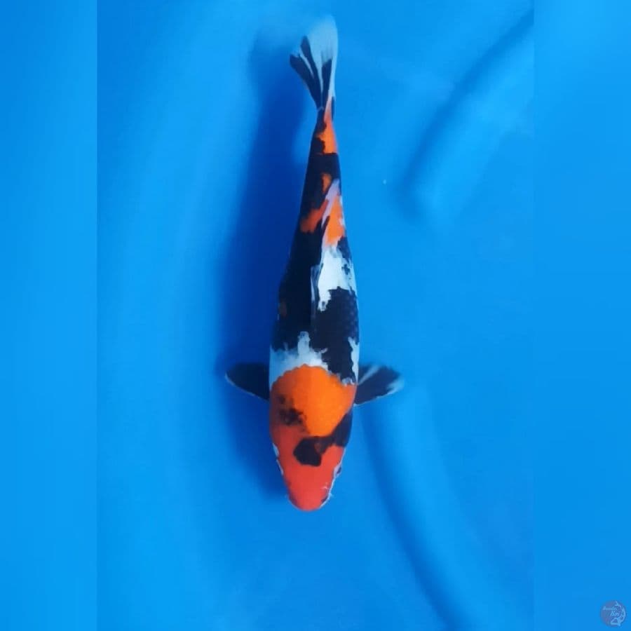 ( 31CM ) SHOWA - FEMALE