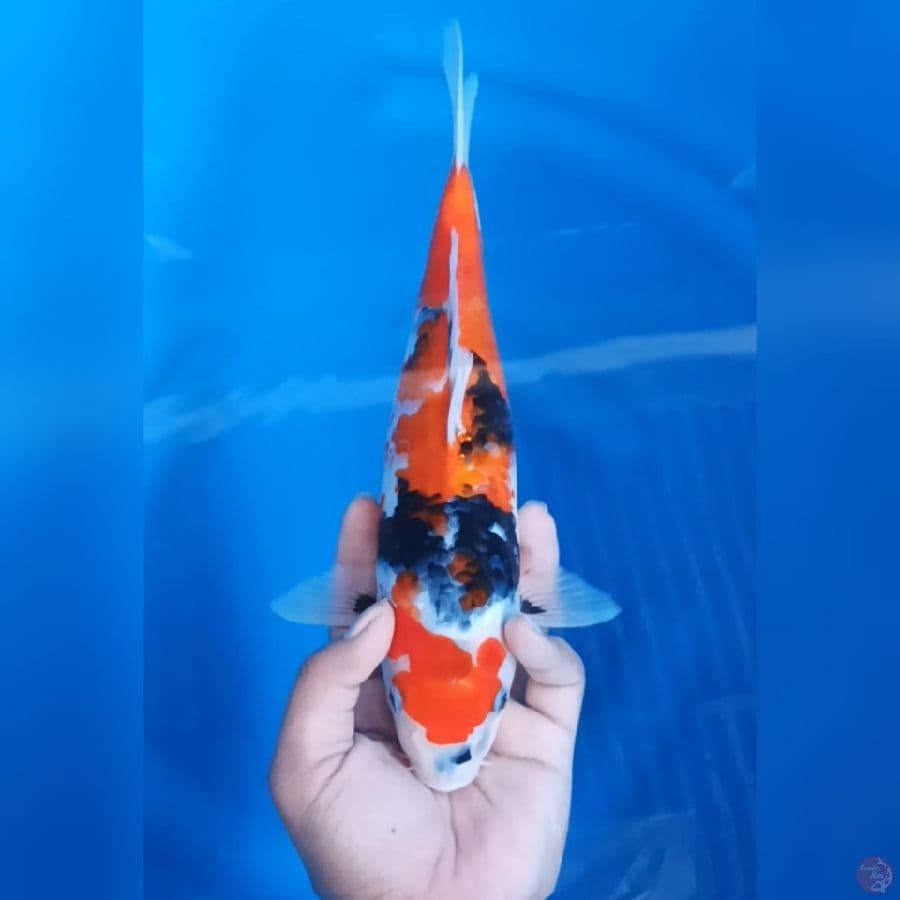 ( 30CM ) SHOWA - FEMALE