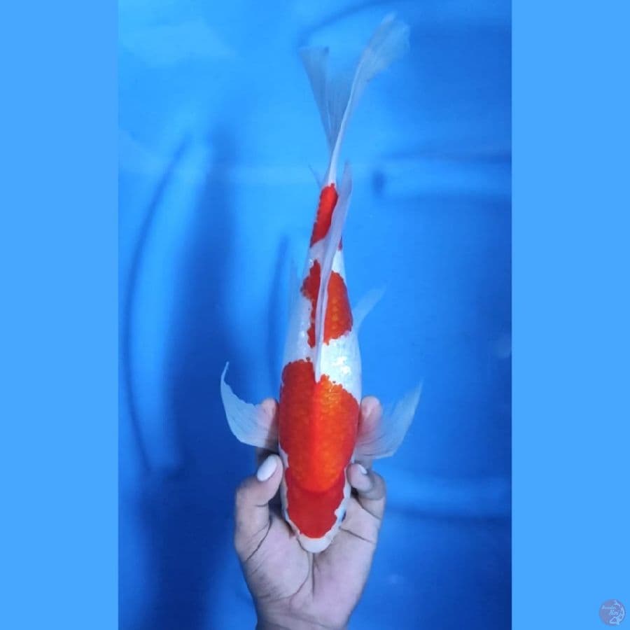 ( 35CM ) KUMPAY KOHAKU GINRIN - FEMALE