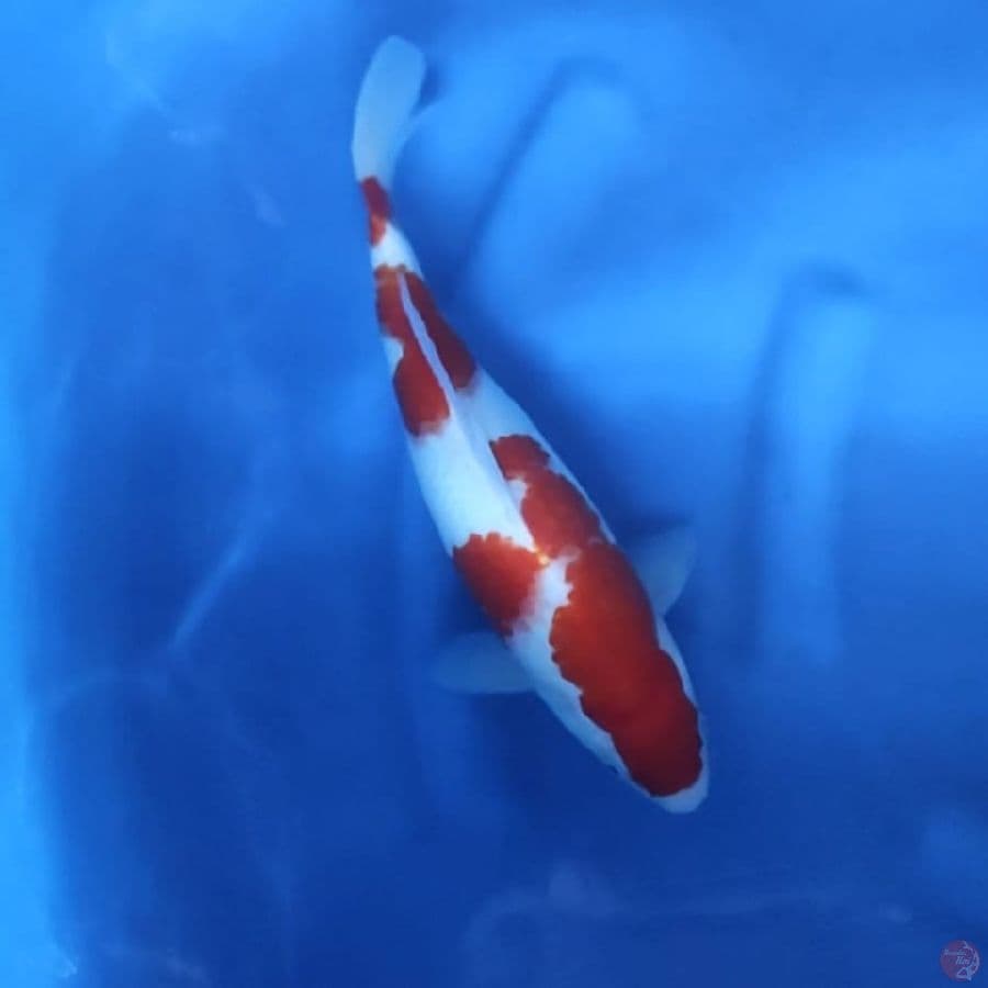 ( 33CM ) KOHAKU ORIGINAL - FEMALE