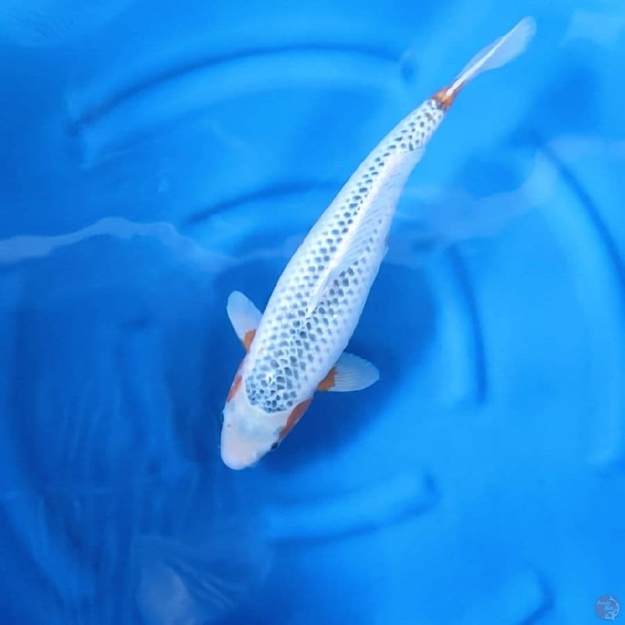 ( 46CM ) JUMBO ASAGI MANTAP - FEMALE