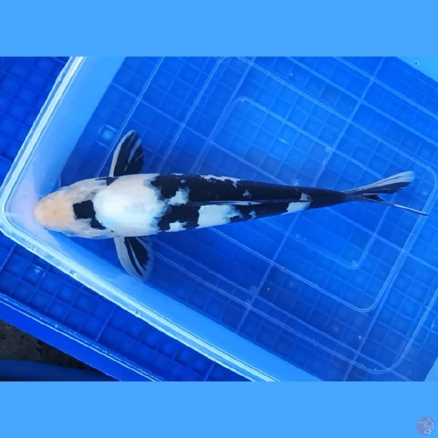 ( 31CM ) SHIRO MANTAP - MALE