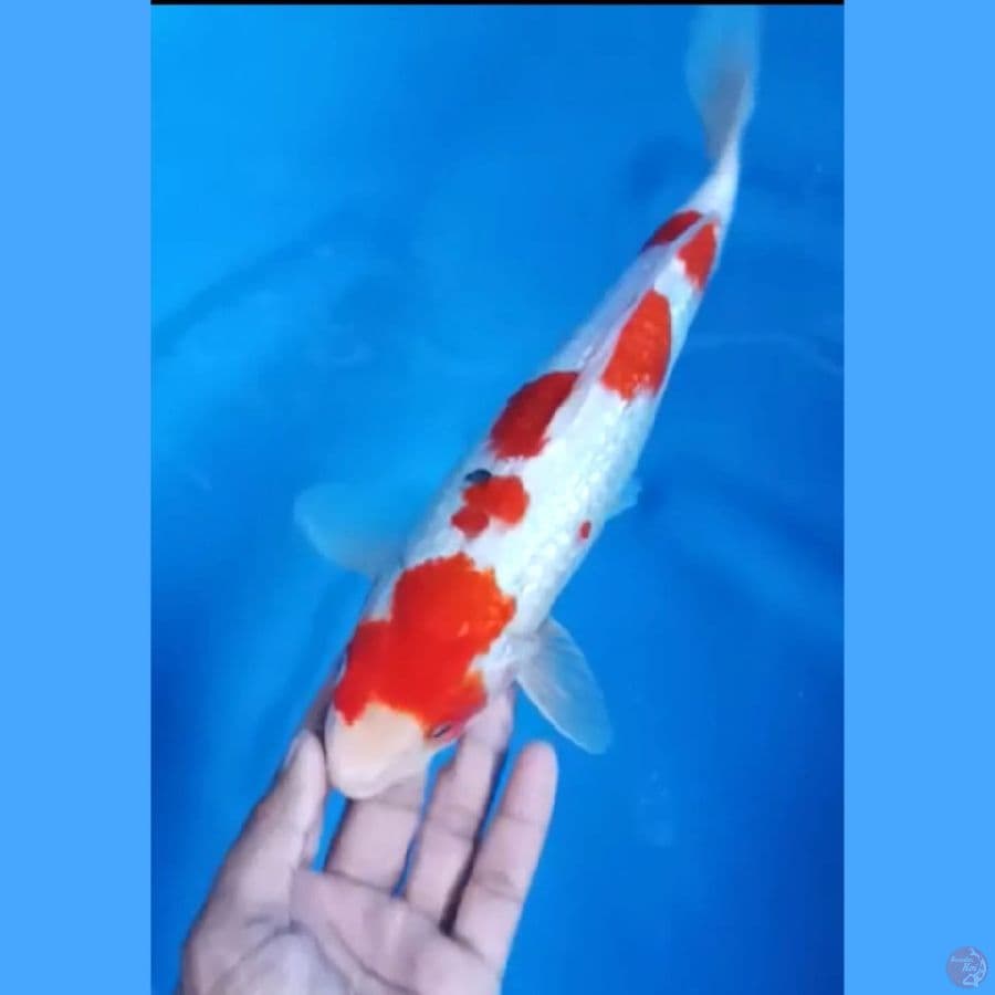 ( 28CM ) SANKE GINRIN - FEMALE 