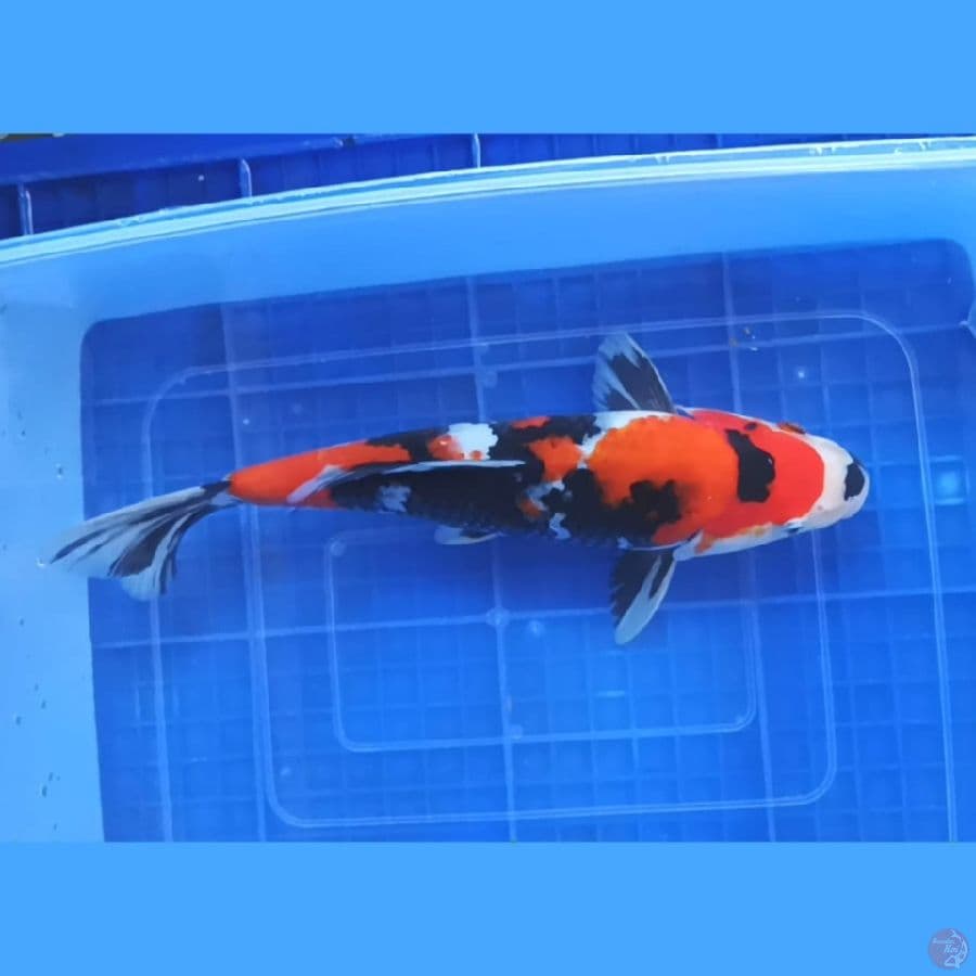 ( 29CM ) SHOWA MANTAP - FEMALE