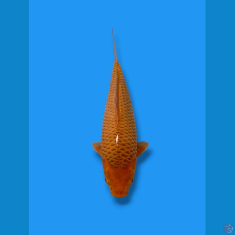 caramel SQ
