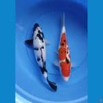 sanke+shiro