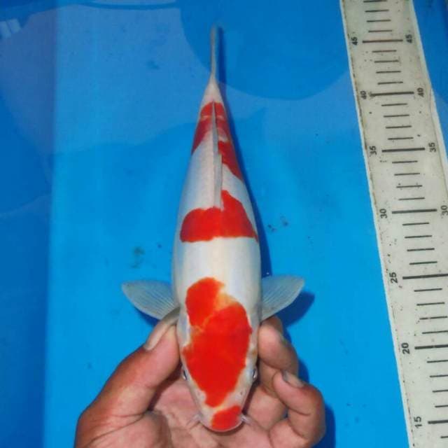 KUCIBENI KOHAKU