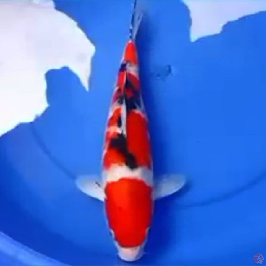 38cm TIGER SANKE