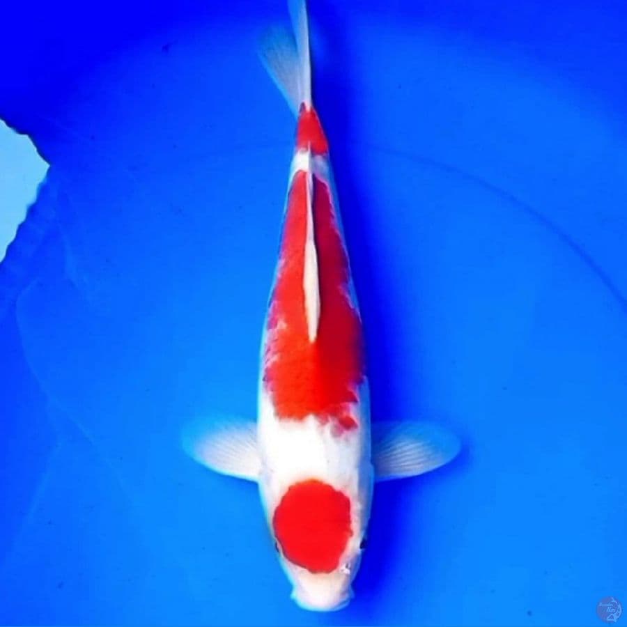 36cm ORI MARUTEN KOHAKU STRONG