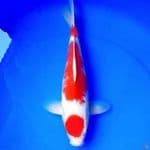 36cm ORI MARUTEN KOHAKU STRONG
