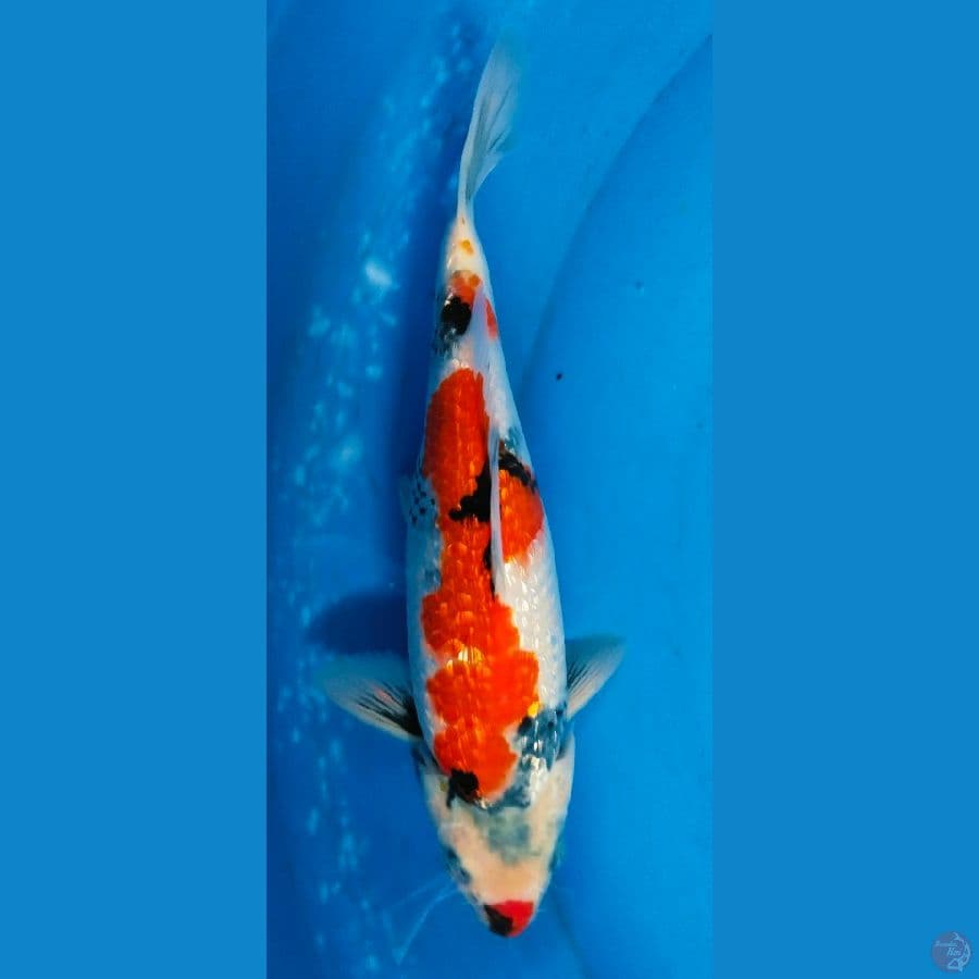 showa ginrin 31cm jantan