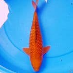 37cm CHAGOI TEMBAGA JINAK