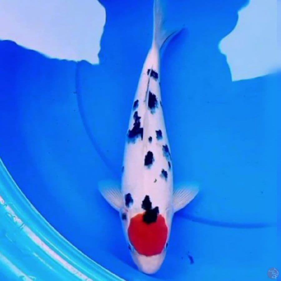 34cm ORI TANCHO SANKE