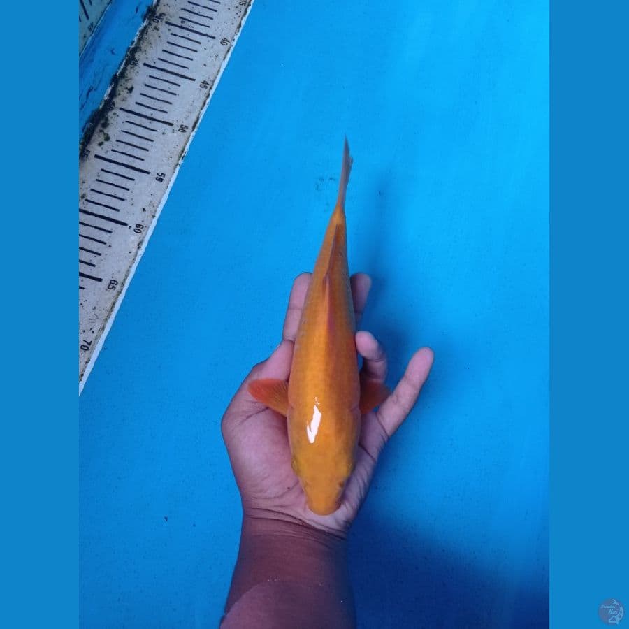 BAHAN CARAMEL 25CM CALON HOT