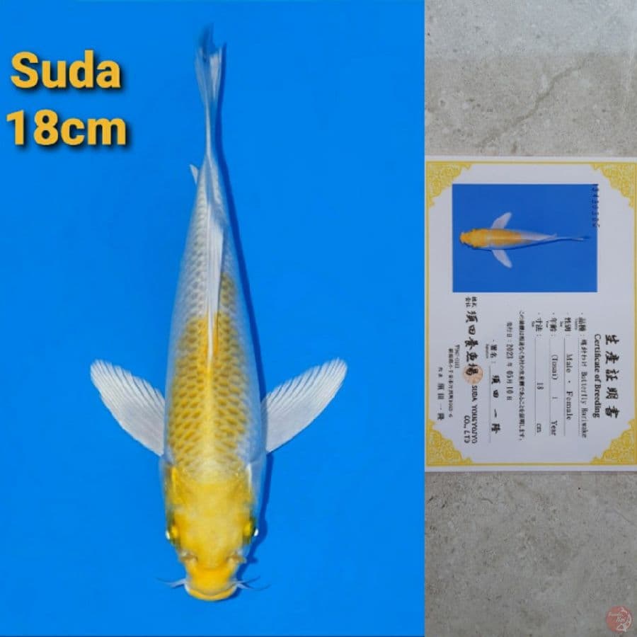 SUDA HARIWAKE OGON SLEYER 18CM SERTI