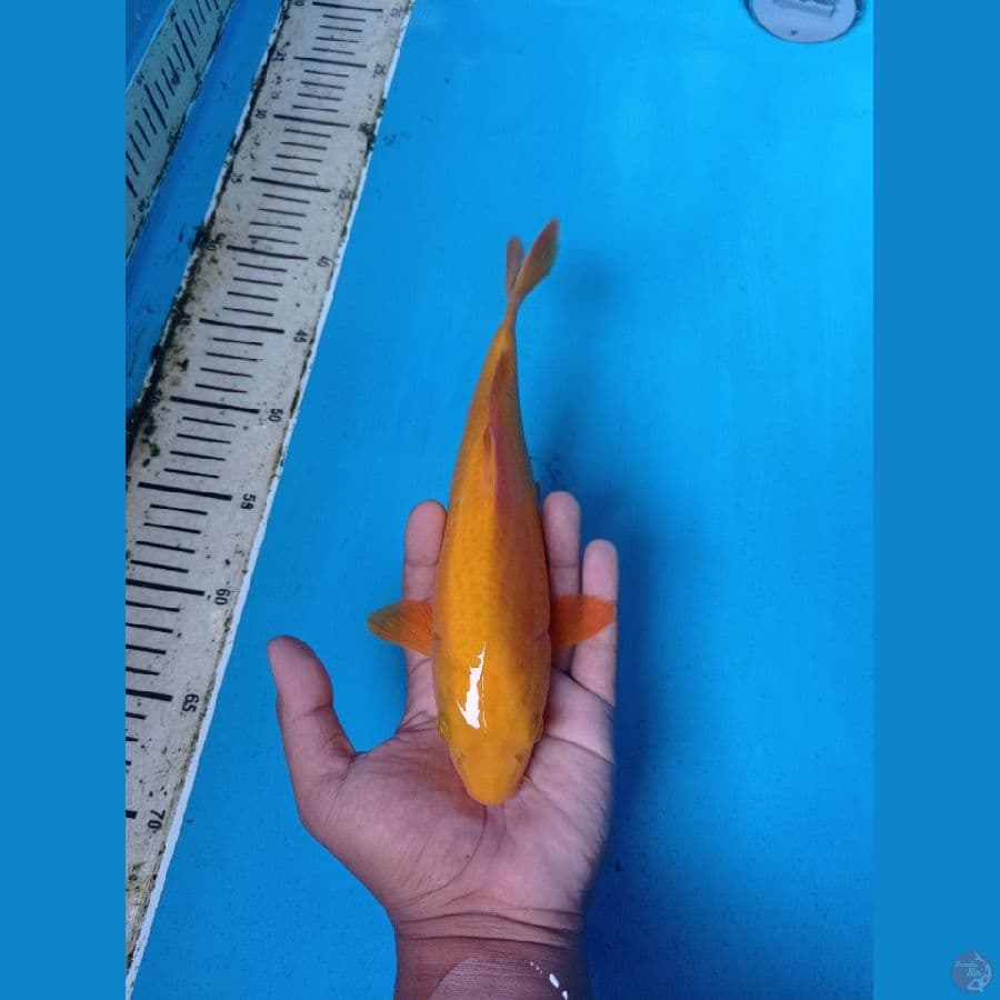 CARAMEL 27CM