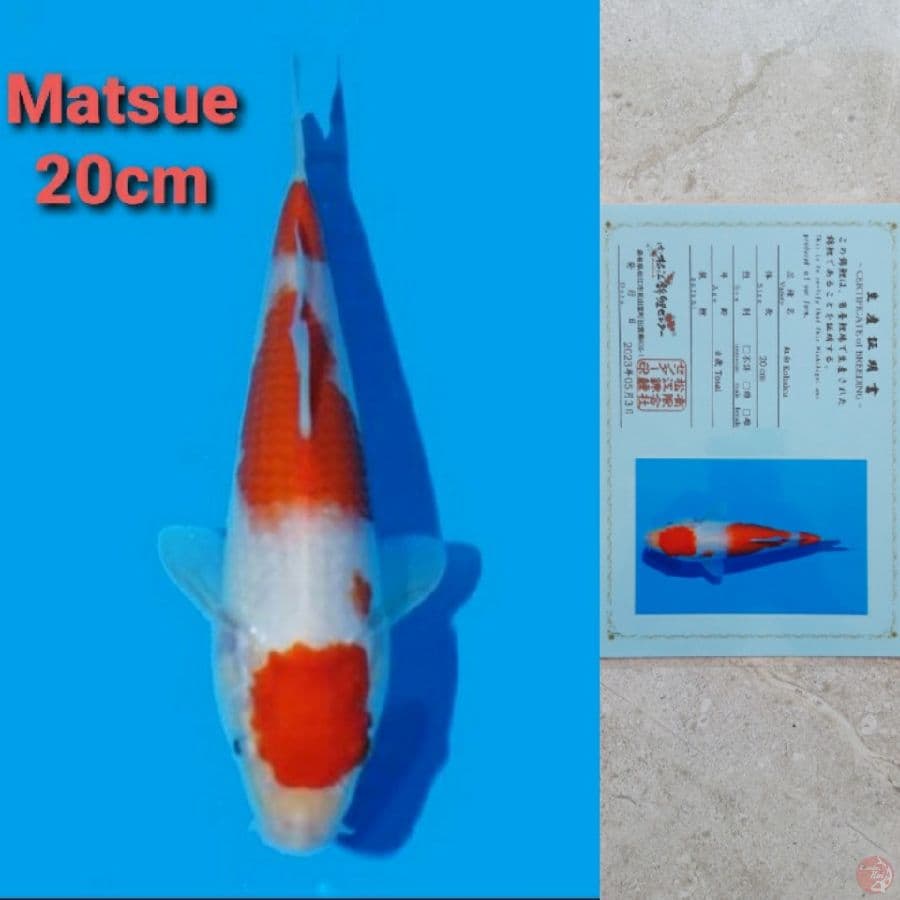 MATSUE MARUTEN KOHAKU 20CM SERTI