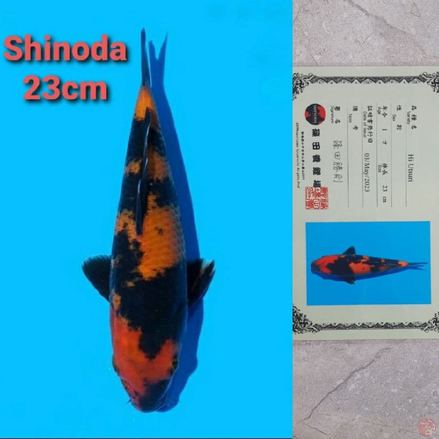 SHINODA HIUTSURI 23CM SERTI