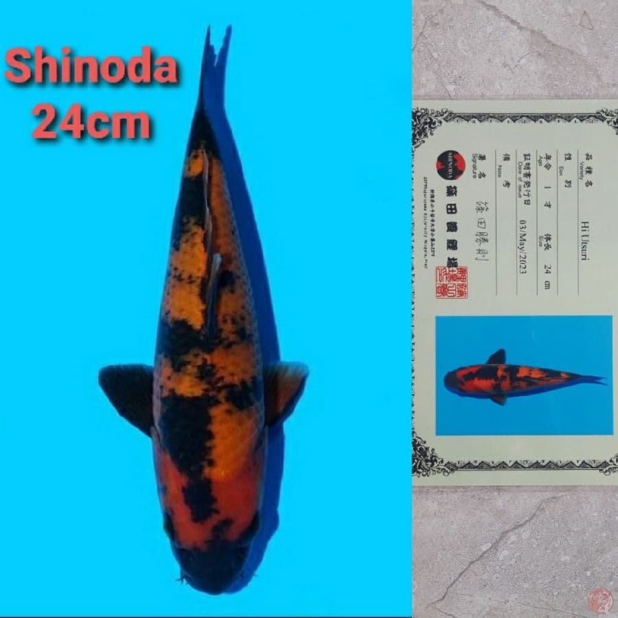 SHINODA HIUTSURI 24CM SERTI
