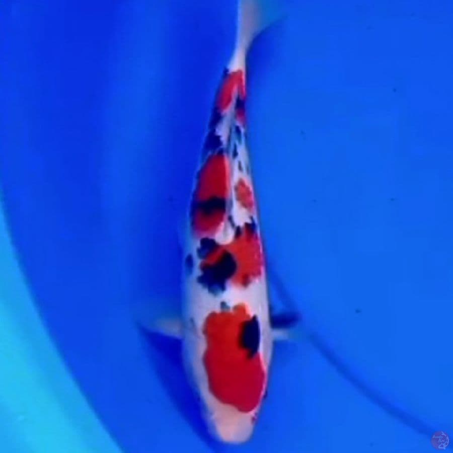 27cm TAISHO SANKE