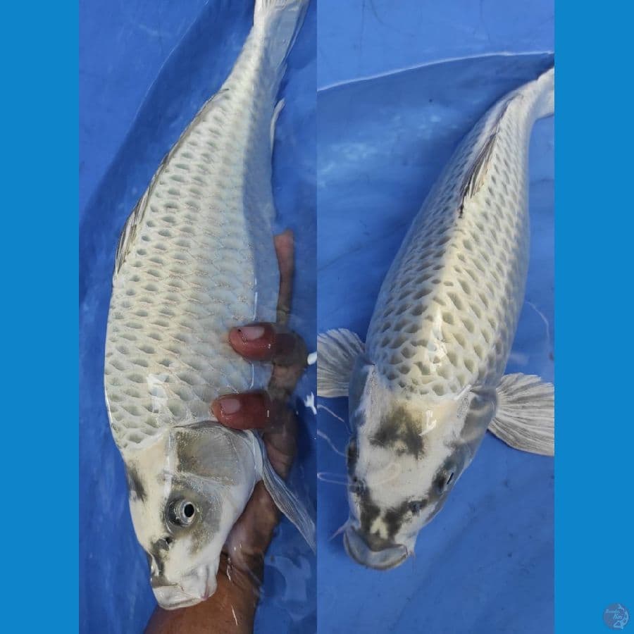 mukasi 38cm jantan