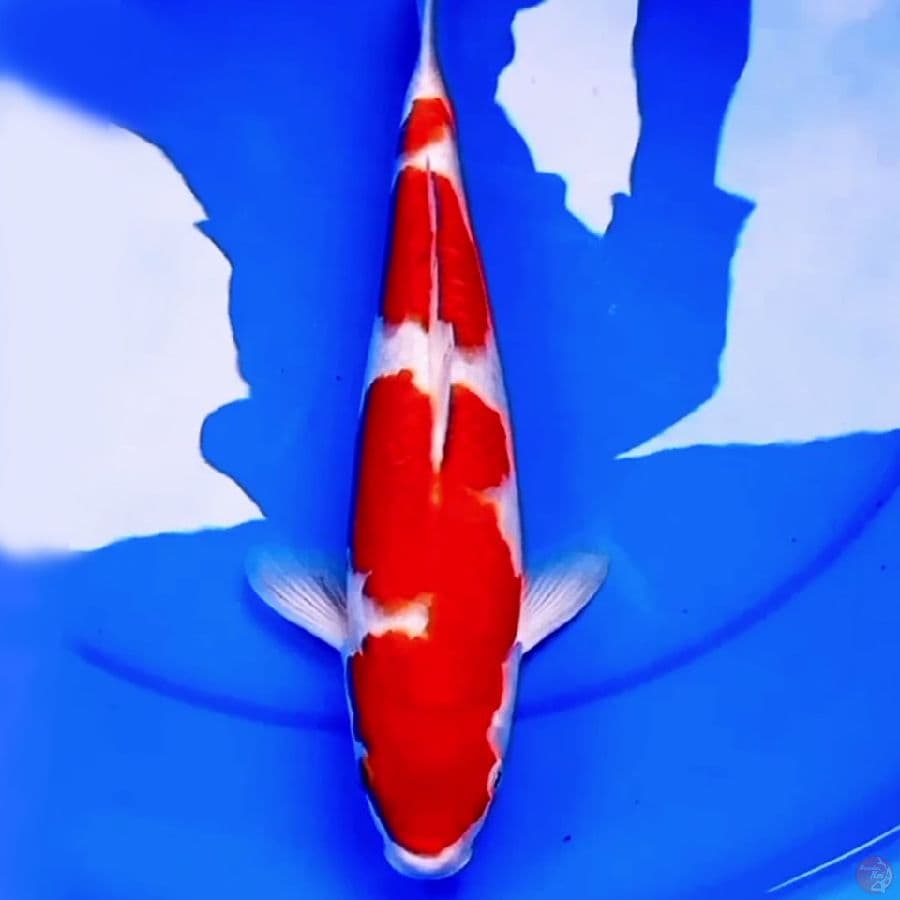 37cm TSUYOI KOHAKU BAGUS