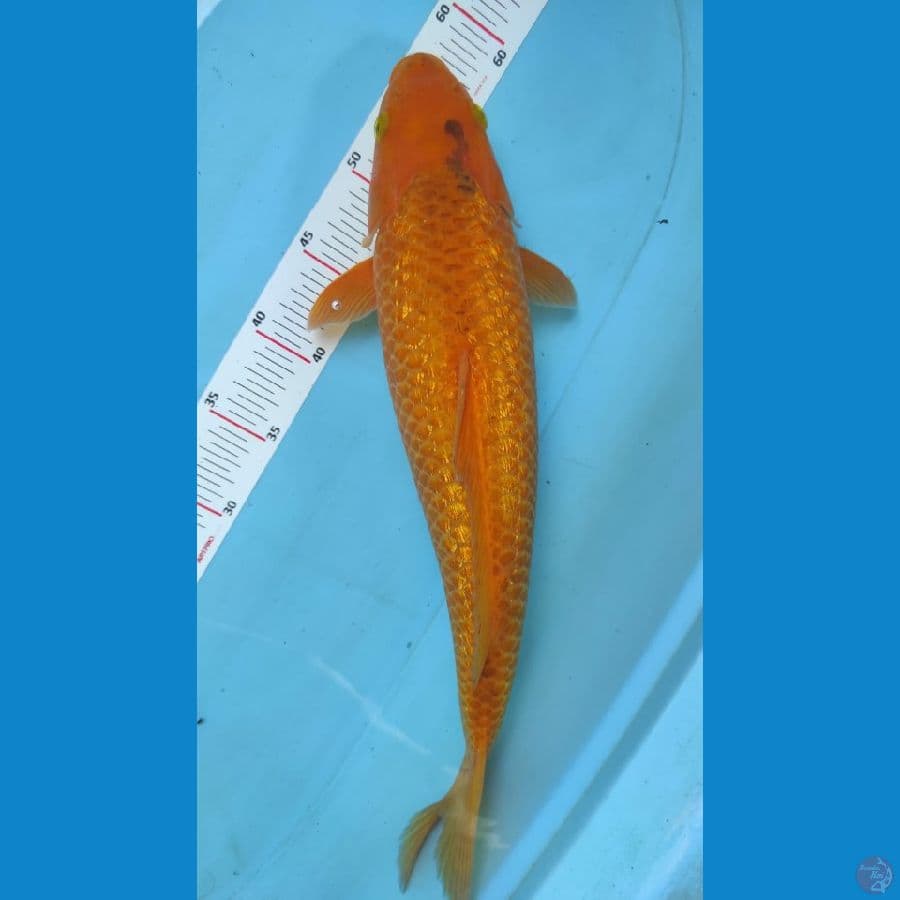 caramel 45cm