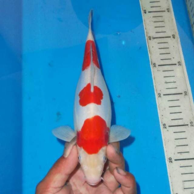 KOHAKU 3STEP