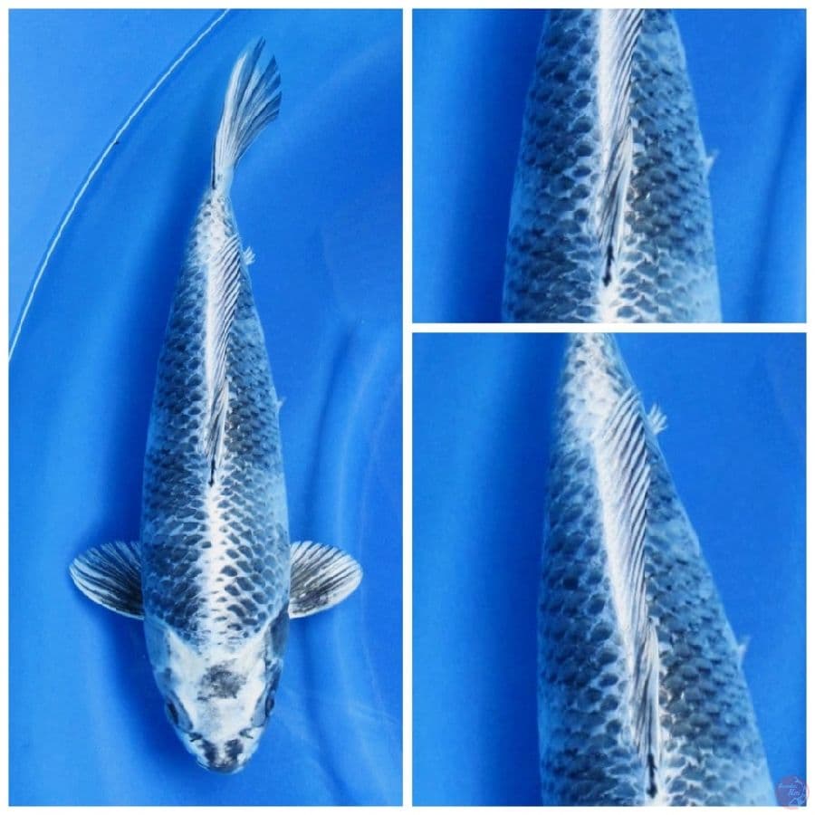 kin kage shiro male 45cm male