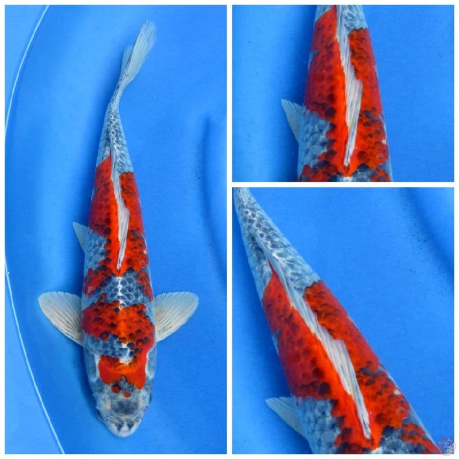 gosiki 42cm male 