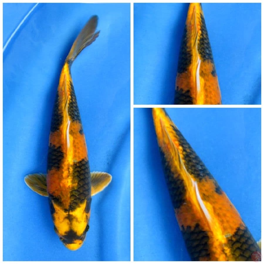 36cm , kin ki usturi male