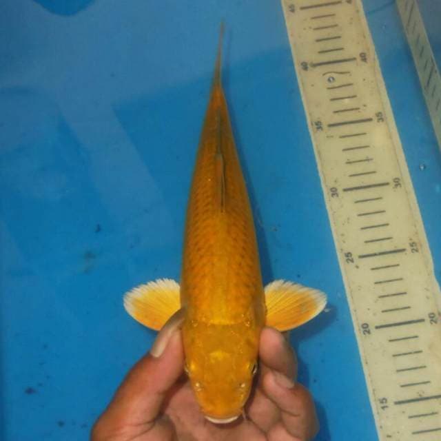 CHAGOI JINAK