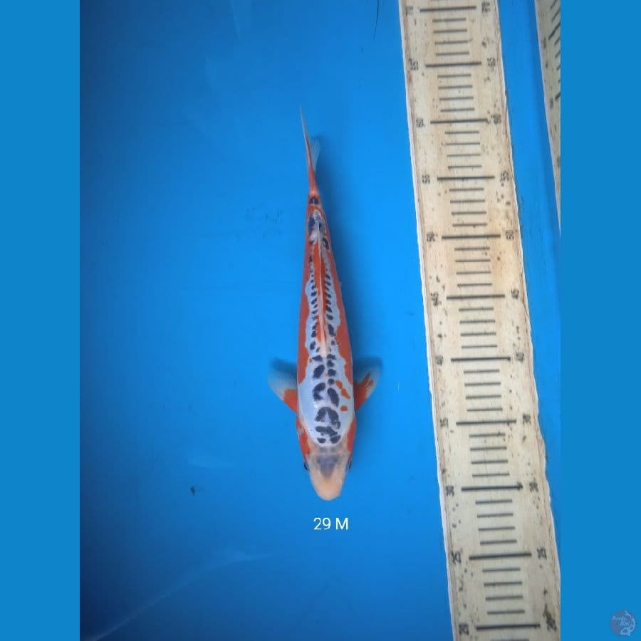 shusui 29cm