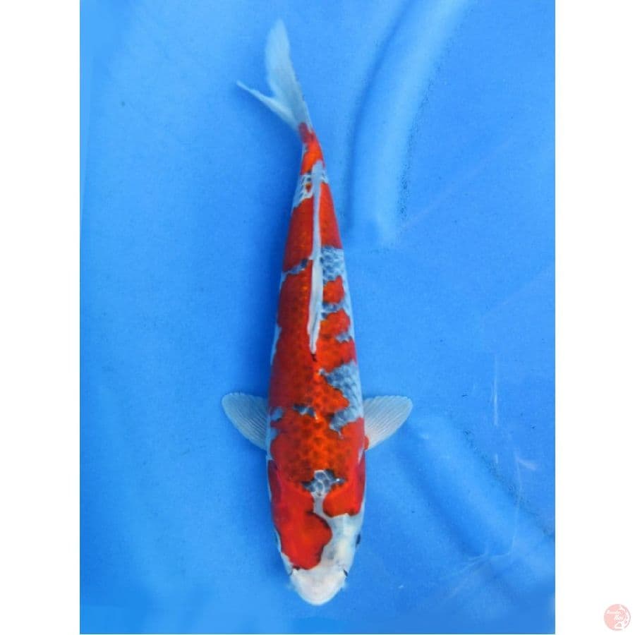 37cm , Goshiki Bahan Keeping