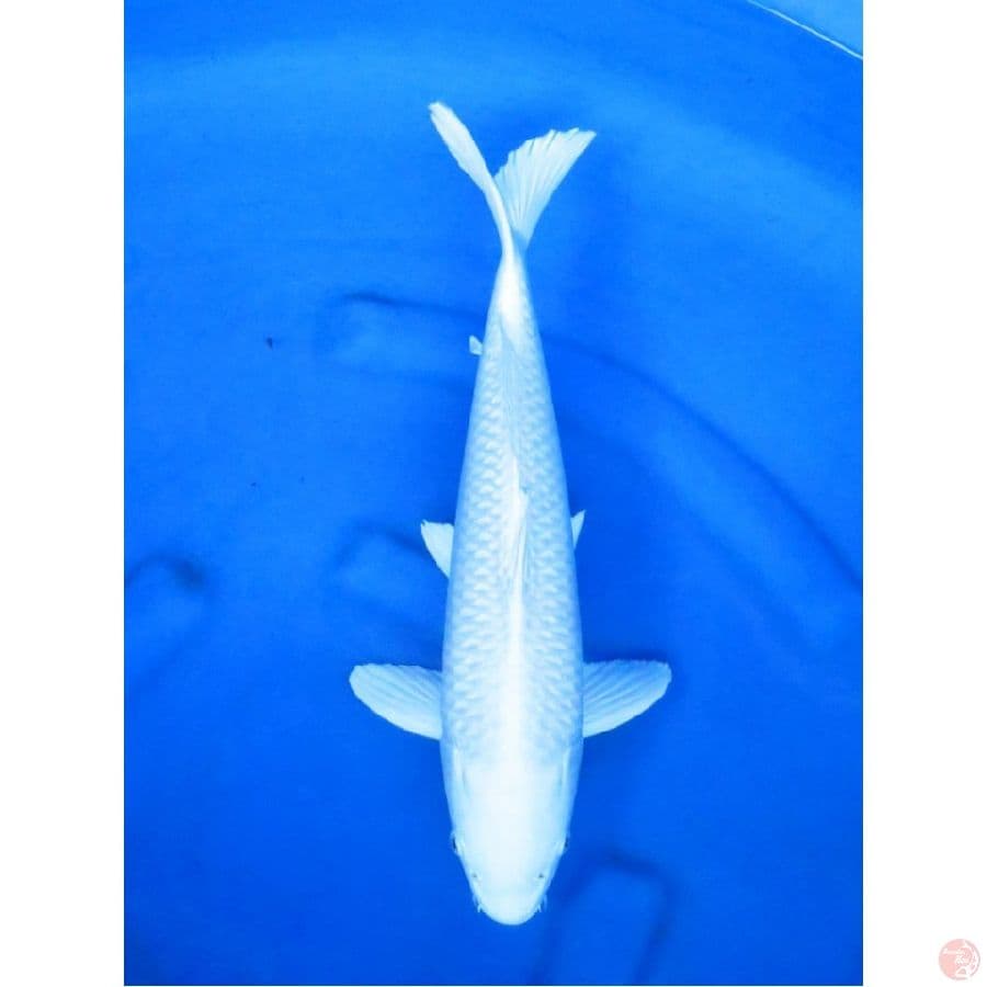 45cm ,Platinum No Bocor 