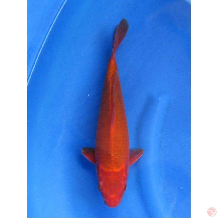 32cm , Jarang ada 