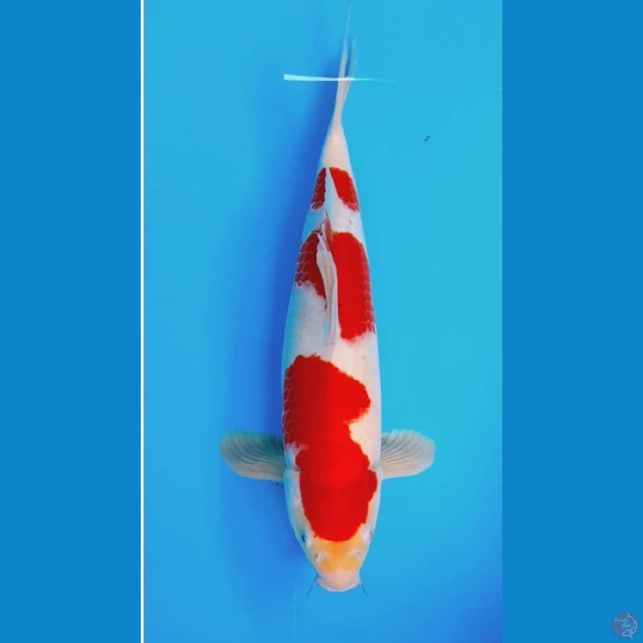 Kohaku 35cm