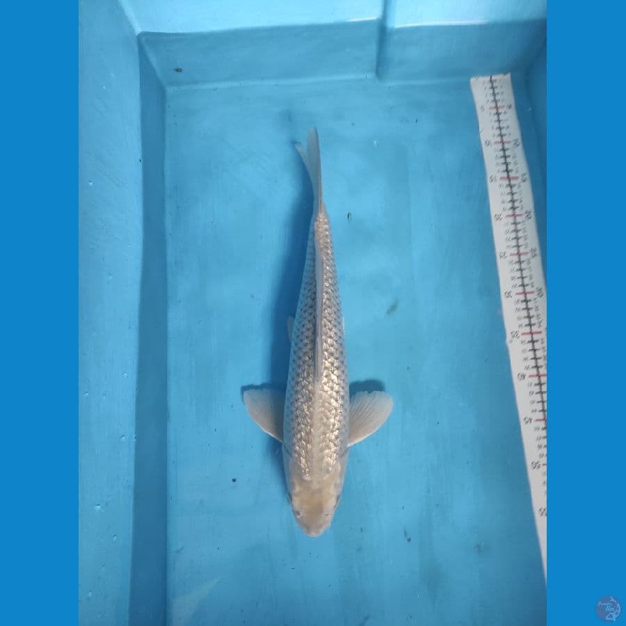 soragoi 47cm male