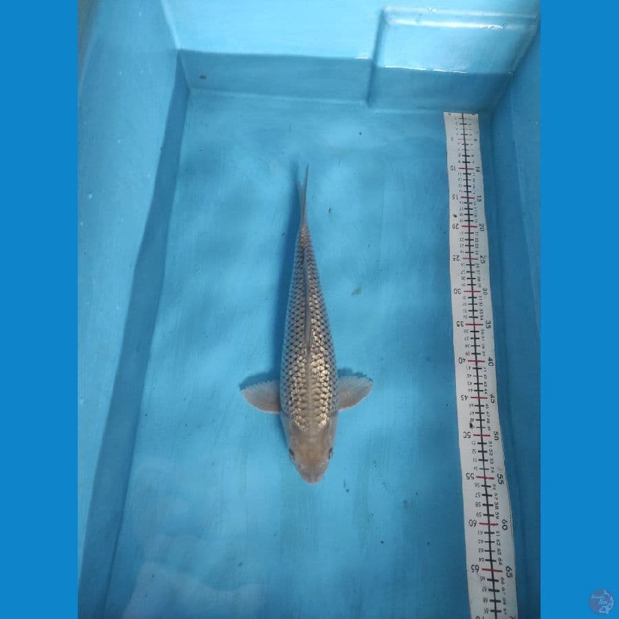 soragoi 45cm male