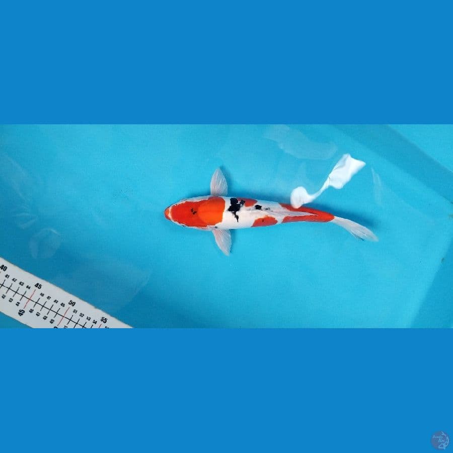 sanke doitsu murni 34cm