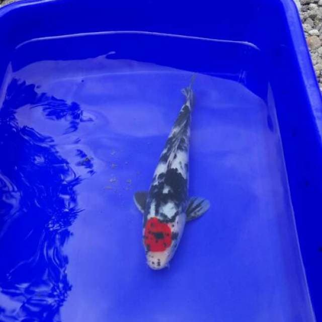 Tancho Showa Calon Pejantan 23 cm