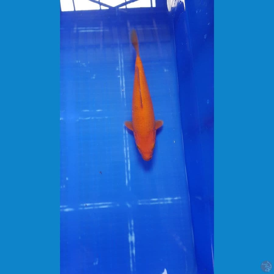 benigoi 20 cm