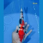 showa 30 cm 