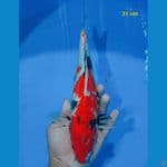 showa 31 cm 